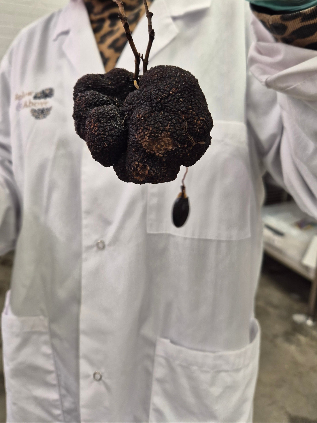 Below&Above director Evdokia Klepec holding a freshly harvested Tuber melanosporum black winter truffle with leaf and roots, Smithbrook truffière, near Manjimup, Western Australia