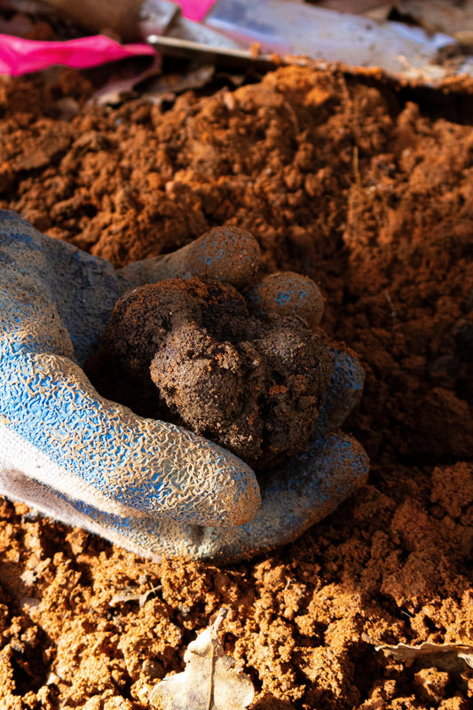 Freshly unearthed Tuber melanosporum black winter truffle with soil, Below&Above truffière, Smithbrook, near Manjimup, Western Australia