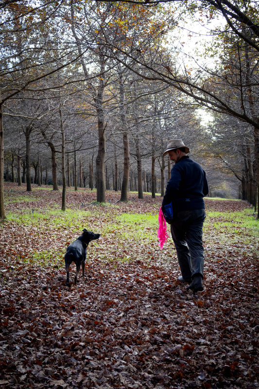 Truffle handler and dog hunting Tuber melanosporum black winter truffles at Below&Above truffière, Smithbrook, near Manjimup, Western Australia