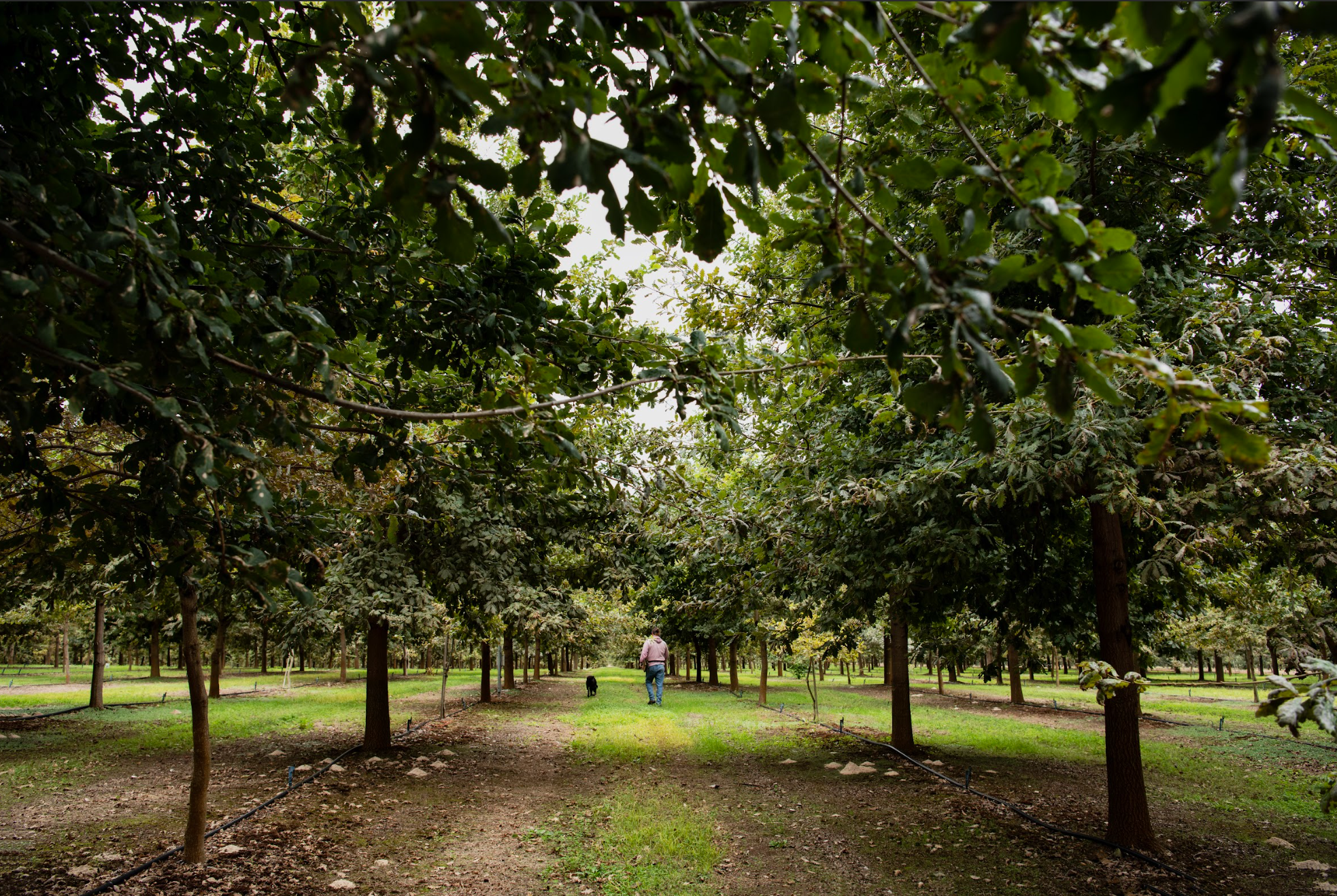 Inoculated oak and hazelnut trees at the Below&Above truffière, Smithbrook, near Manjimup, Western Australia